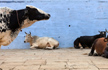 Modi govt to roll back controversial cattle slaughter notification